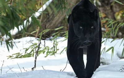 Majestic Black Panther HD Wallpaper