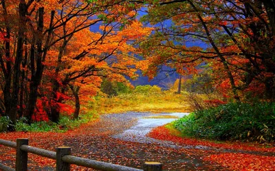 Autumn Road Behind a Wooden Fence HD Wallpaper