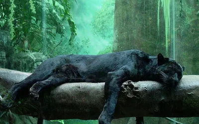 Black Puma Wallpapers 4k, HD Backgrounds