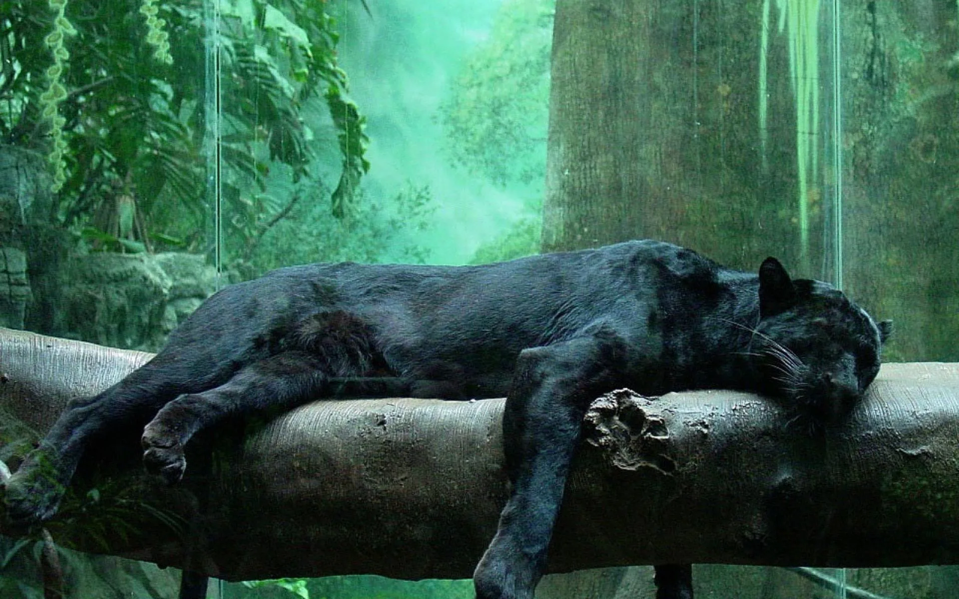 Black Puma Wallpapers 4k, HD Backgrounds