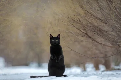 Cat Sitting Upright in the Snow HD Wallpaper