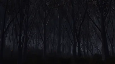 Forest Dark 1440P Resolution, HD 4k Wallpapers, Images, Backgrounds, Photos