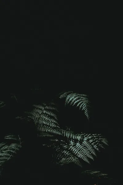Wallpaper Black, Darkness, Atmosphere, Tree, Night, Background Free Image
