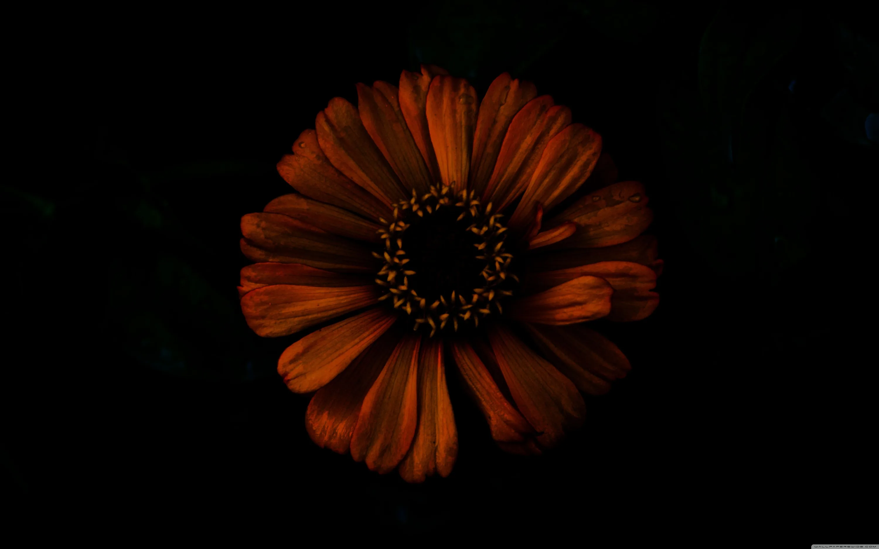 Black Floral Desktop Wallpapers 4k, HD Backgrounds
