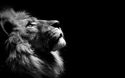 Majestic Lion Profile Black & White HD Wallpaper Ivanovic