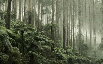 Tree Ferns in a Misty Eucalypt Forest HD Wallpaper