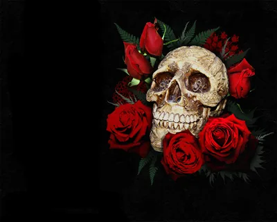 Skull Surrounded by Red Roses HD Wallpaper