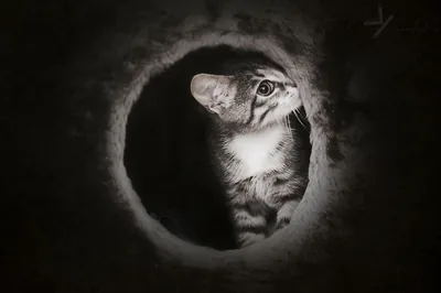 Greatest cute wallpaper dark theme You Can It At No Cost