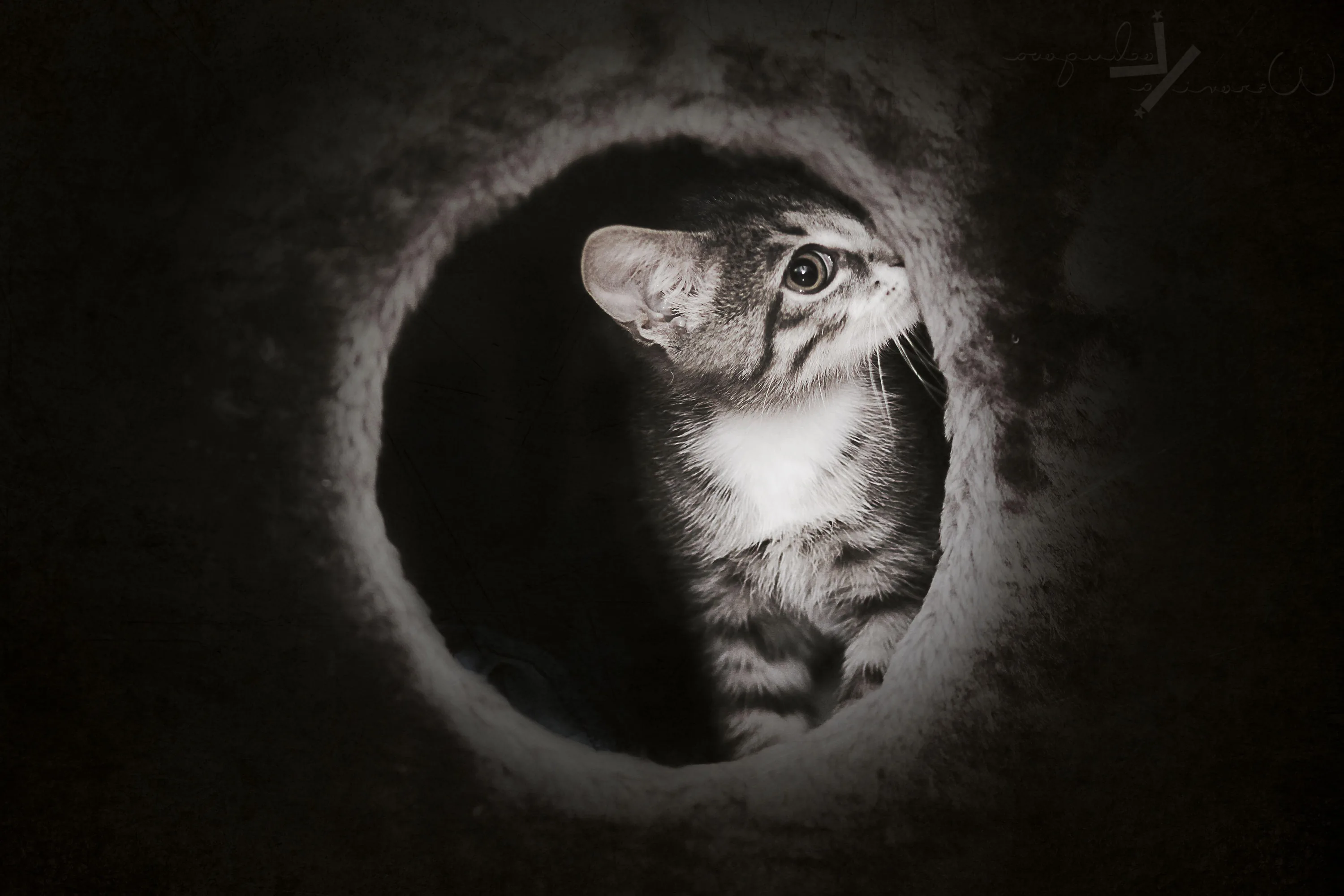 Greatest cute wallpaper dark theme You Can It At No Cost