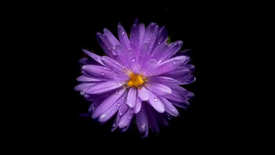 Purple Aster Covered in Dew HD Wallpaper