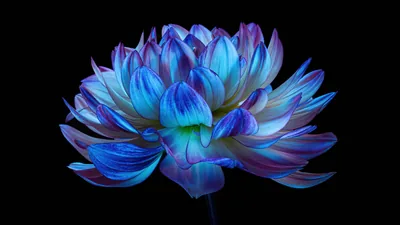 Dark Blue Flower Backgrounds
