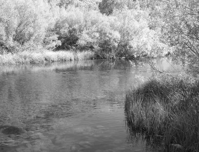 Fishing Sierra Meadows California Fly Fisher