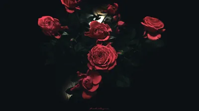 Black Roses Wallpaper Tumblr
