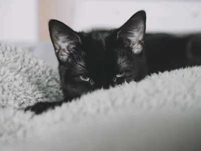 Two Kittens Peeking Over a Blanket HD Wallpaper