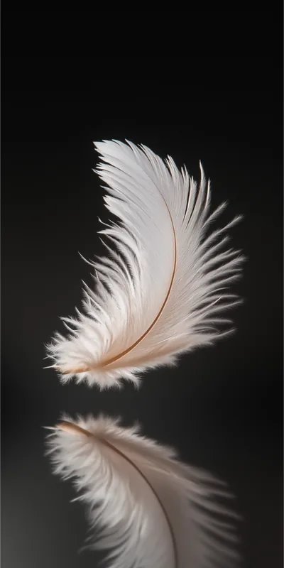 IPhone Black Feather Background