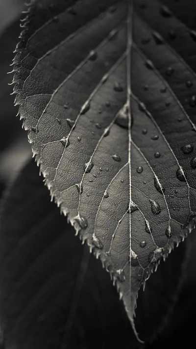 Serrated Leaf with Water Drops HD Phone Wallpaper