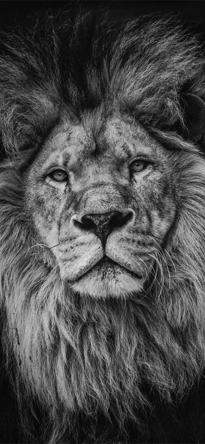 Lion Lock Screen iPhone Wallpapers