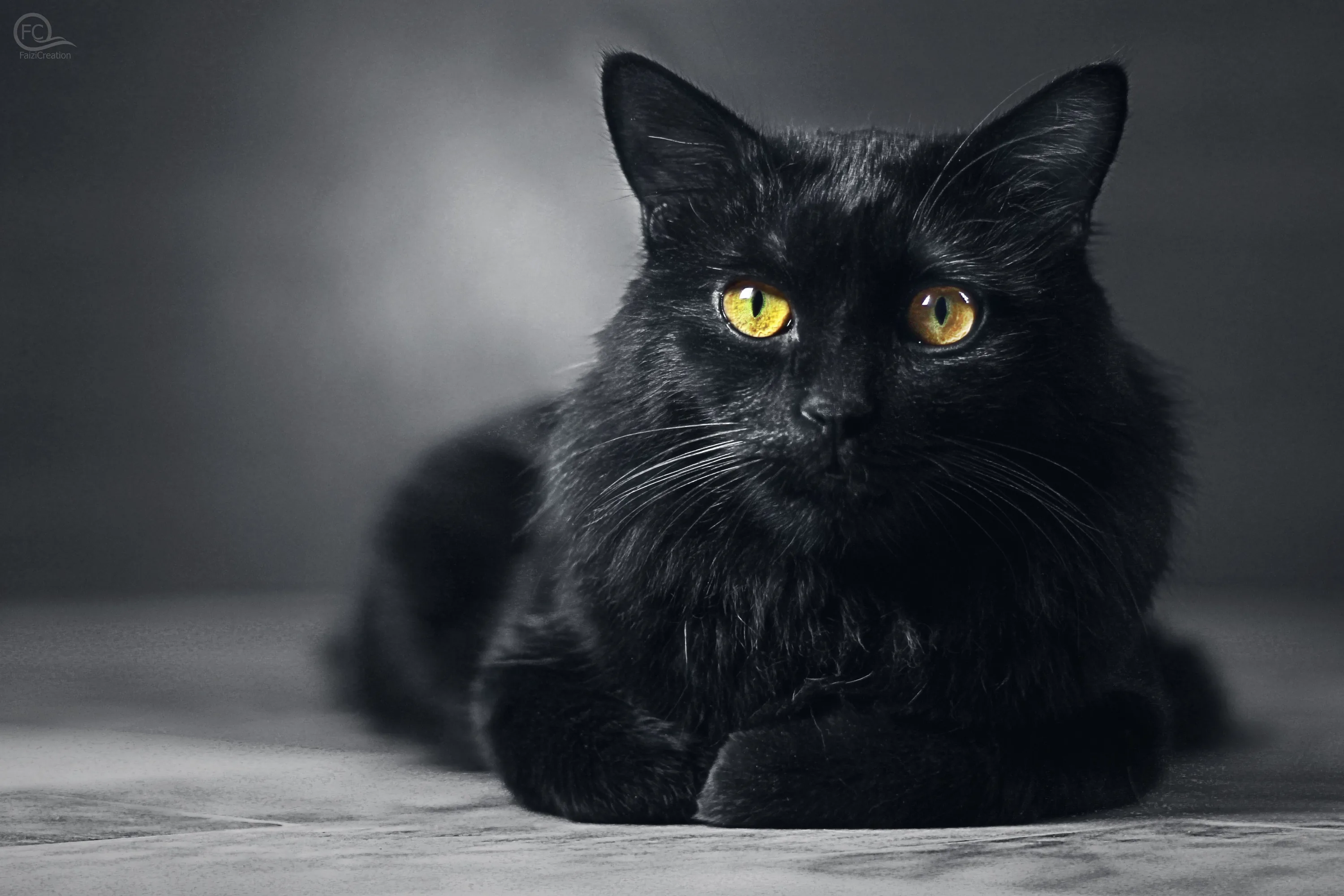 A long-haired black cat rests with its paws forward on pale marble, yellow eyes wide against a soft grey wall.