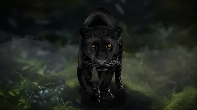 Black Panther 4K Wallpaper