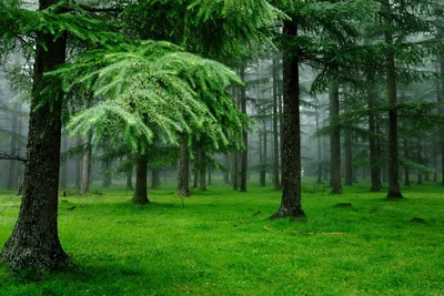 Cedar Grove on Bright Green Grass HD Wallpaper