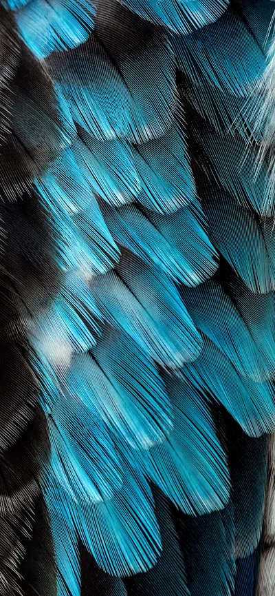 Feathers Wallpaper for iPhone 11, Pro Max