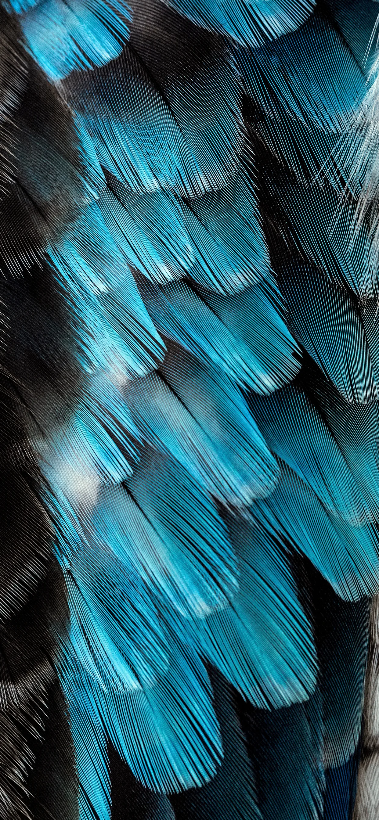 Feathers Wallpaper for iPhone 11, Pro Max