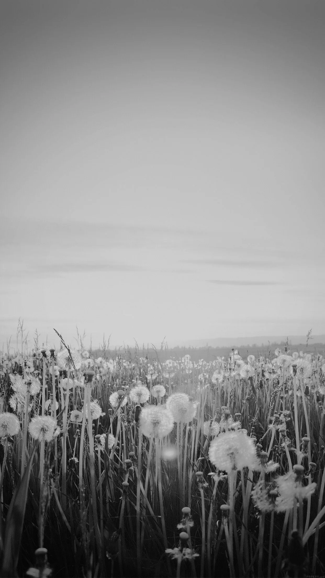 Nature Love Flower Dark Dandelion iPhone Wallpaper