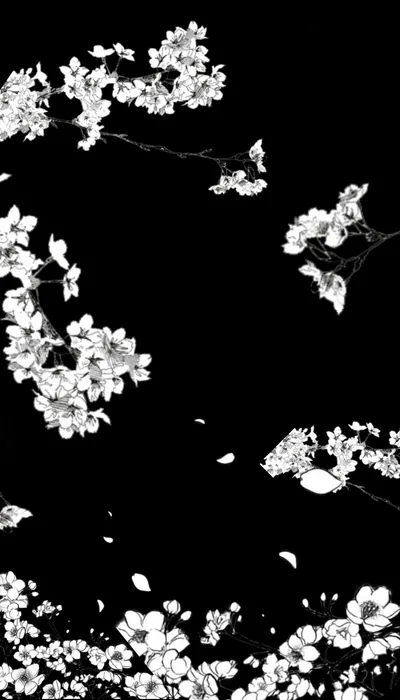 White Cherry Blossoms on Pure Black HD Phone Wallpaper