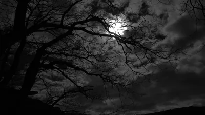 Moon Behind Bare Branches HD Wallpaper