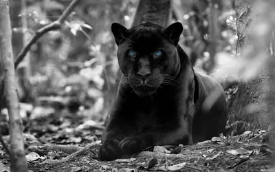 Majestic Black Panther HD Wallpaper