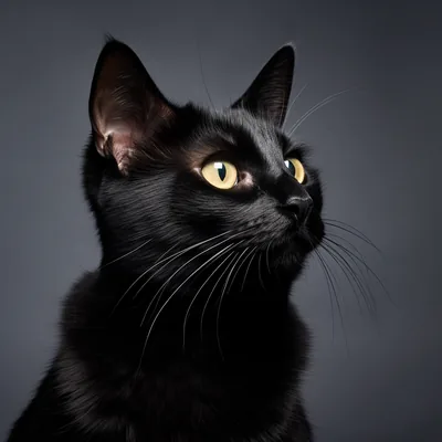 Discover 39 Black Cats Photography