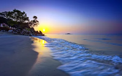 Leaning Tree Over a Sunset Shoreline HD Wallpaper