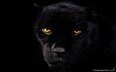 Black Panther Backgrounds