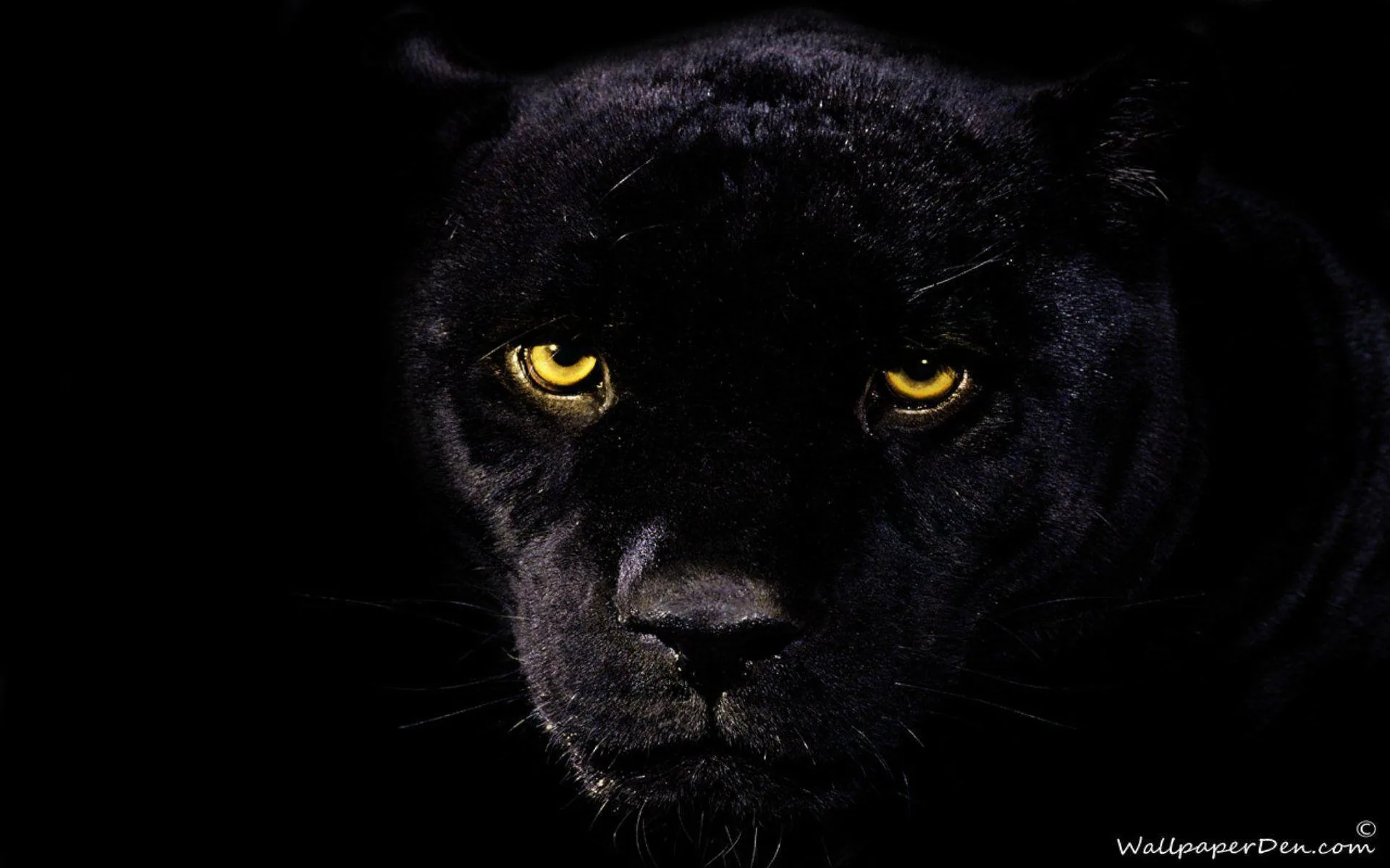 Black Panther Backgrounds