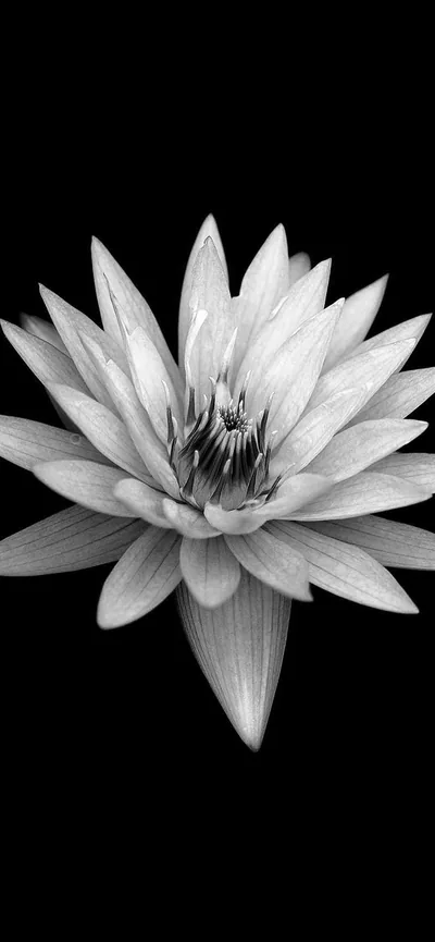 White Water Lily on Black HD Phone Wallpaper