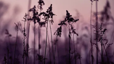 Enchanting Darkness A Unique Aesthetic Of Tiny Black Flowers Wallpaper