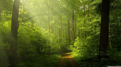 Hazy Light in a Green Beech Wood HD Wallpaper