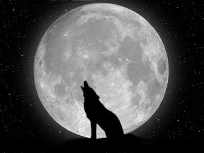 Wolf Moon Wallpapers