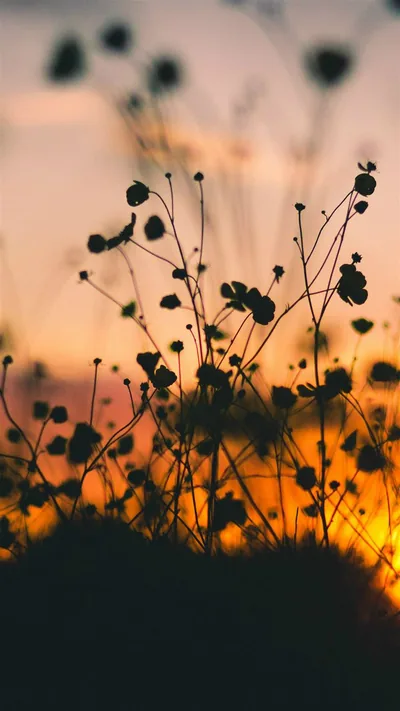 Night Nature Flower Sunset Dark Shadow iPhone 8 Wallpapers