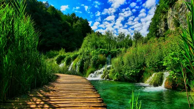 Plank Path Beside Cascading Springs HD Wallpaper