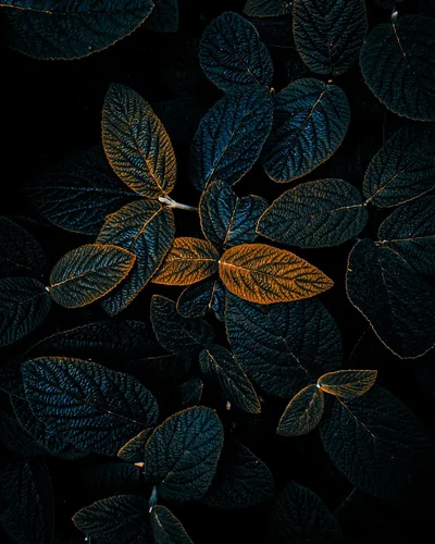 Aesthetic Android Wallpaper