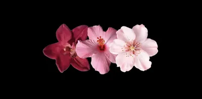 Pin on Wallpapers ⋆