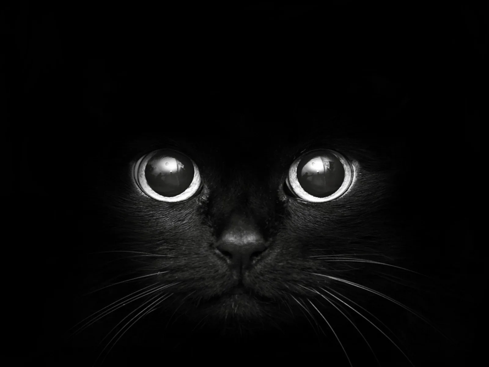 A black cat's face comes forward out of complete darkness, only the wide reflective eyes, the nose and a few whiskers catching any light.