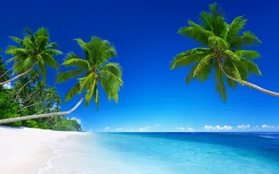 landscape, Tropical, Beach, Palm trees Wallpapers HD