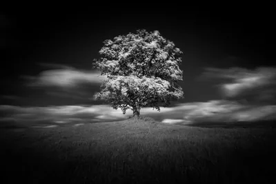 Solitary Tree in Black & White A Stunning HD Nature Wallpaper Nachbar