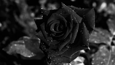 Black Rose Backgrounds