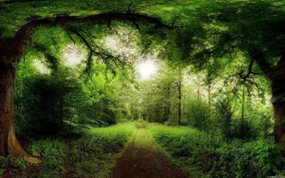 Green Tree Tunnel Over a Dirt Path HD Wallpaper