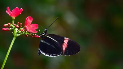 Black Wallpaper With Butterflies Wallpaper
