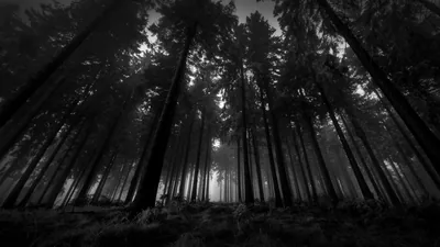 Tall Pine Forest Shot from Below HD Wallpaper
