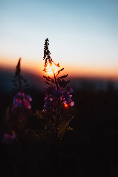 A fireweed stem catches the last light head-on, its purple blooms half in shadow while the bottom third of the frame falls to near black — easy on OLED screens.